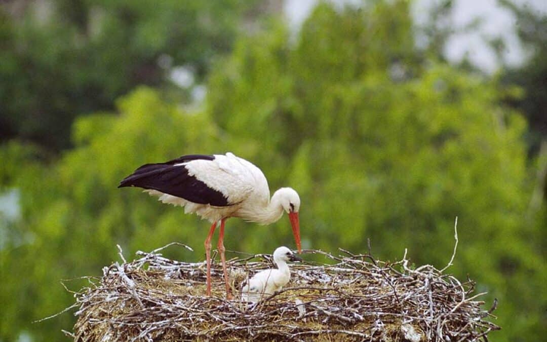 Rettungsaktion für Meister Adebar