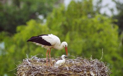 Rettungsaktion für Meister Adebar