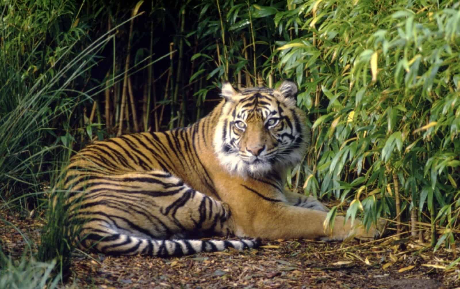 Sumatra Tiger, © by Fredy Mercady/WWF