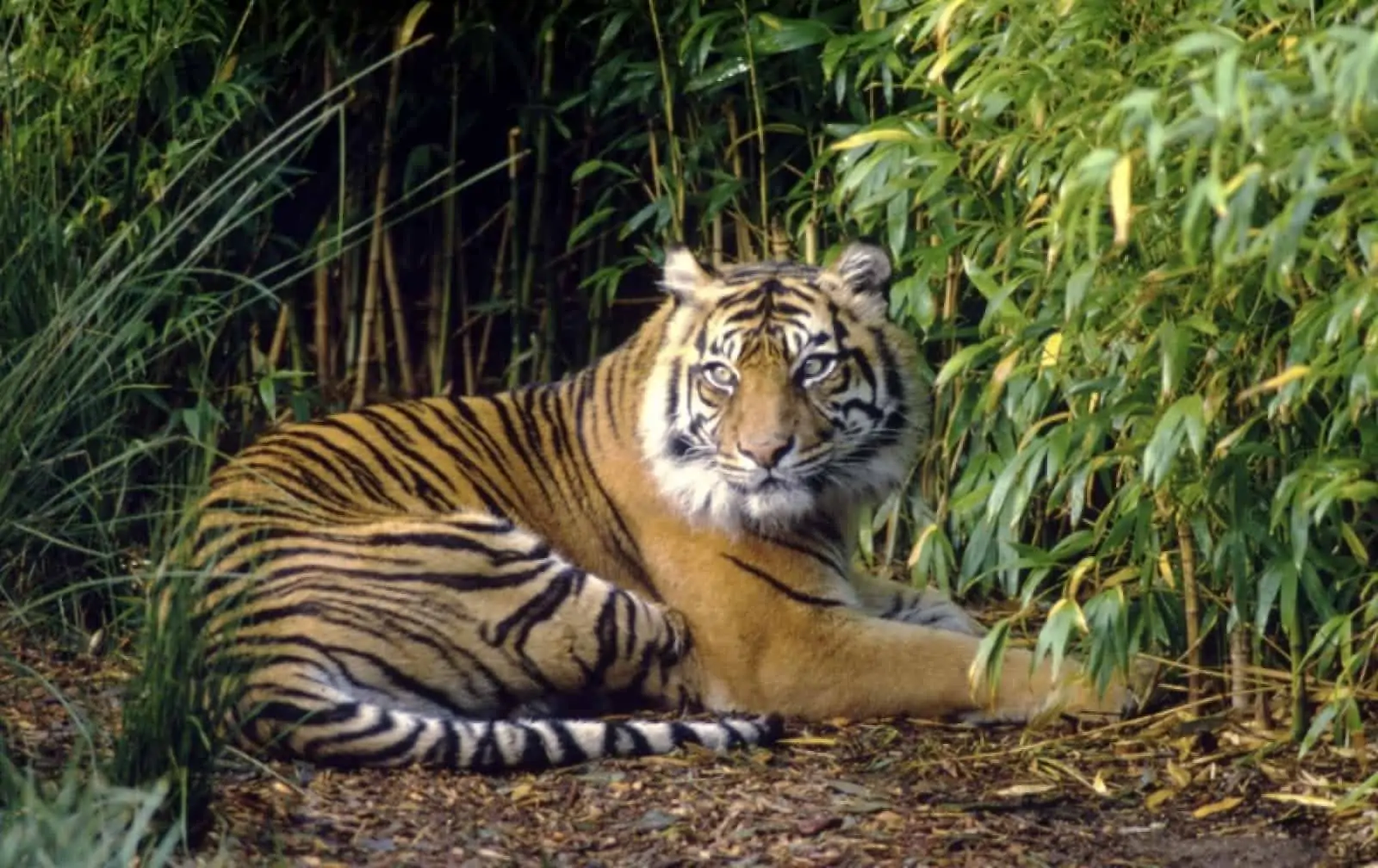 Sumatra Tiger, © by Fredy Mercady/WWF