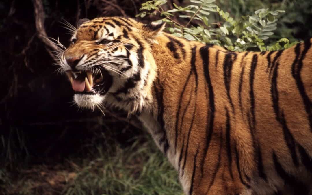 WWF: Zahl der wild lebenden Tiger ist gestiegen