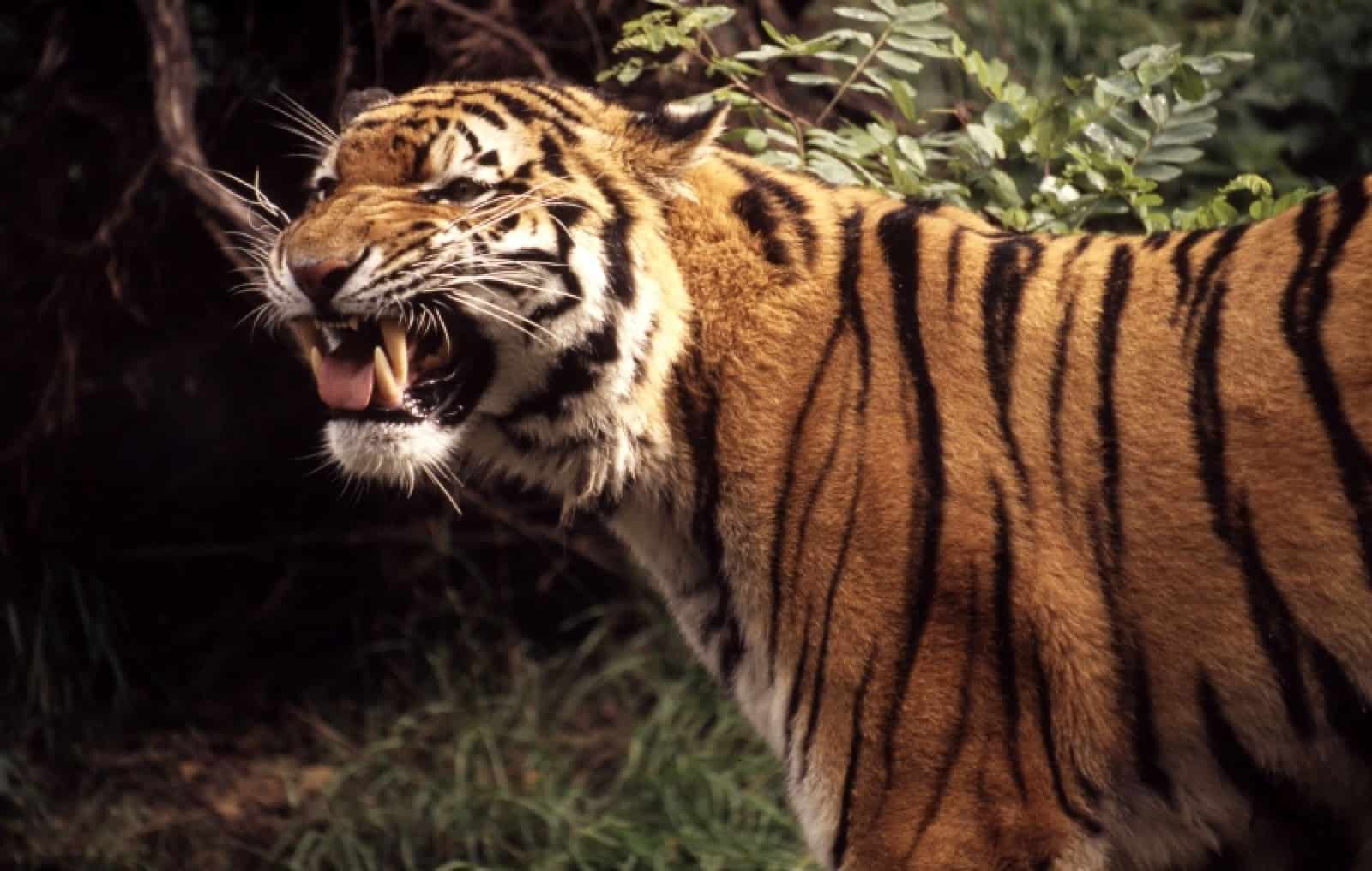 Amur Tiger, © by Chris Martin Bahr/WWF-Canon