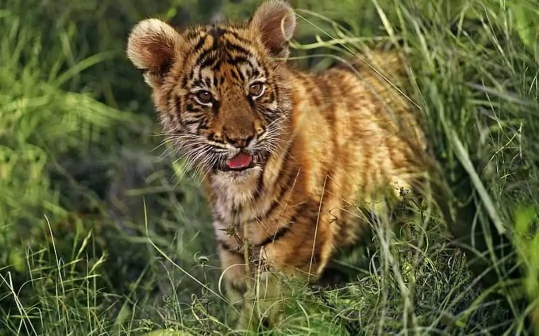 Referat Der Tiger