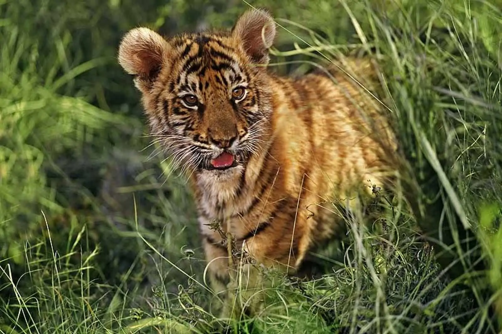 Tigerbaby raubkatze-der-tiger-tigerbaby-im-gras