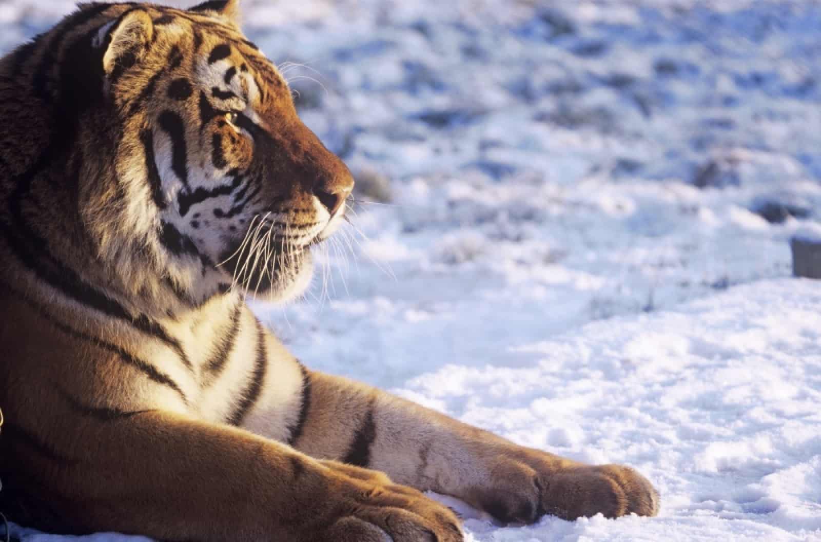 Sibirischer Tiger / Amurtiger (Panthera tigris altaica), © by David Lawson/WWF-UK