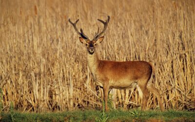 A1 Grünbrücke „Bergland“ bei Ybbs vor Fertigstellung