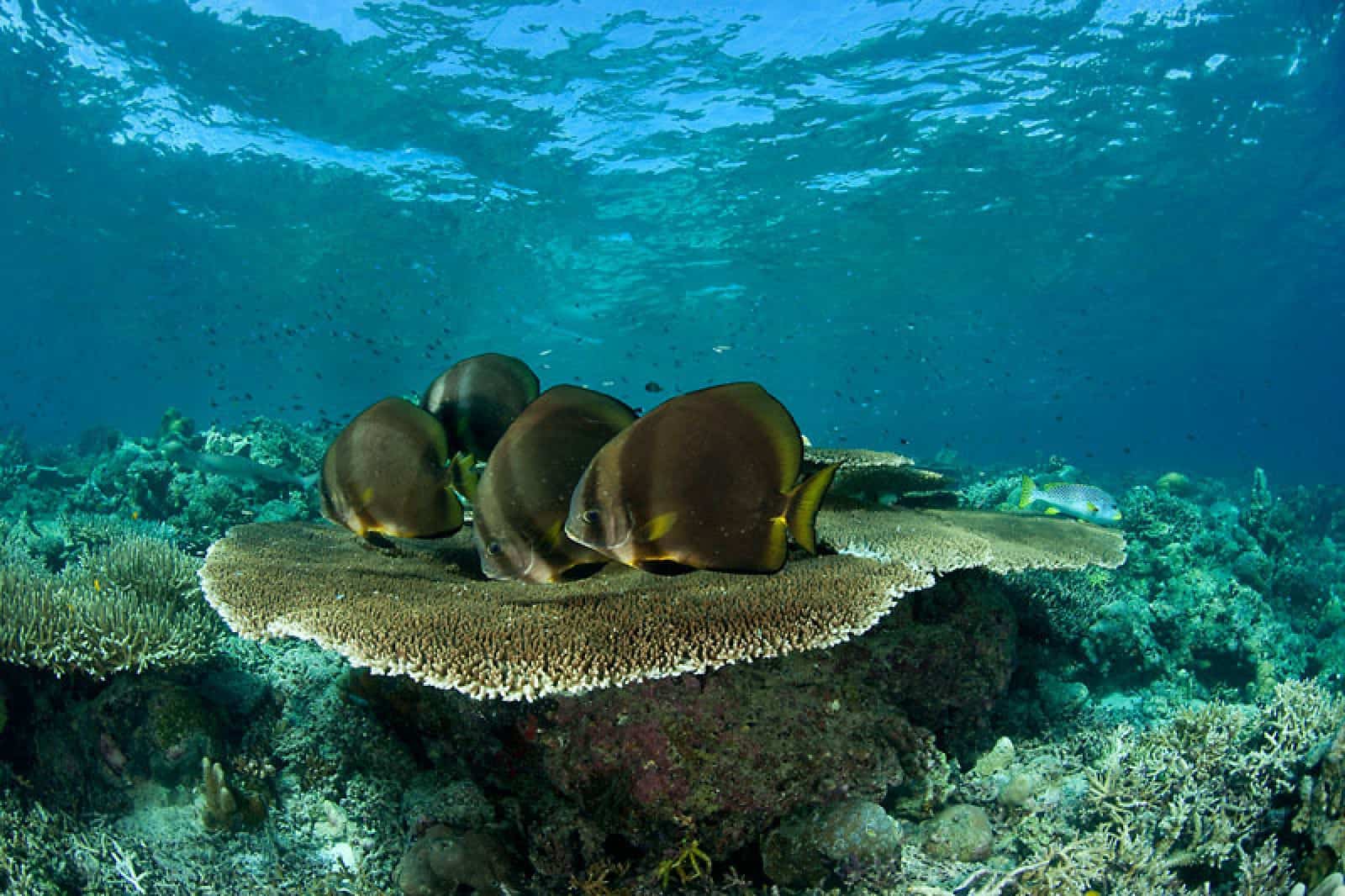 Batfisch-Schule im Korallendreieck
