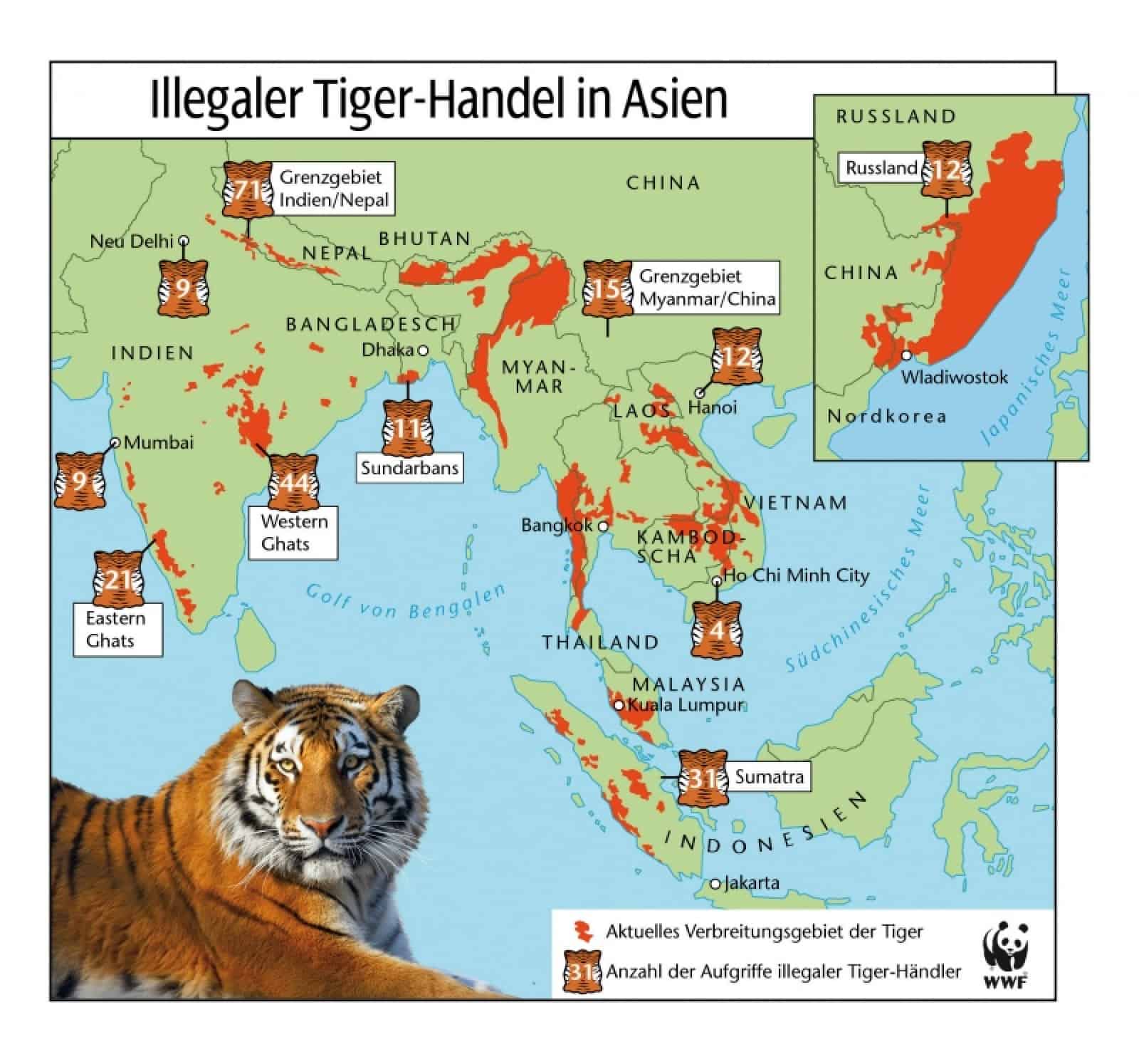 Illegaler Tigerhandel in Asien Grafik, © by WWF