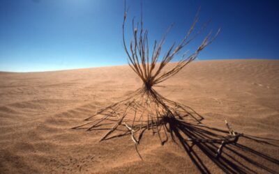 WWF zum Weltklimabericht: Eine Zukunft zwischen Sintflut und Wüste droht