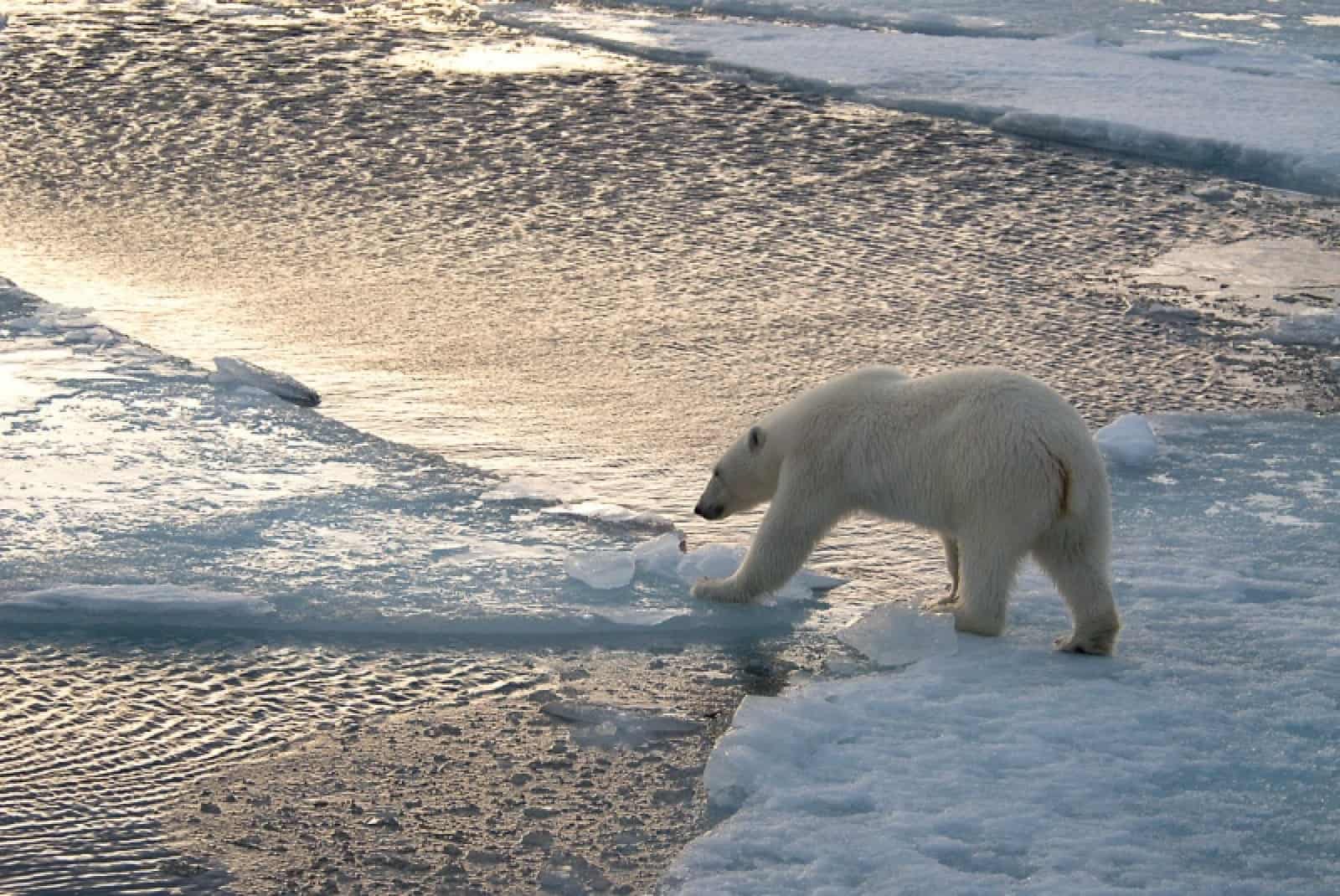 Eisbär auf Scholle, © by Steve MORELLO/WWF-Canon