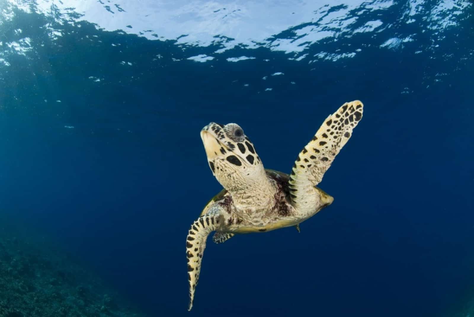 Hawksward Meeresschildkröte schwimmend, © by Jürgen Freund/WWF-Canon