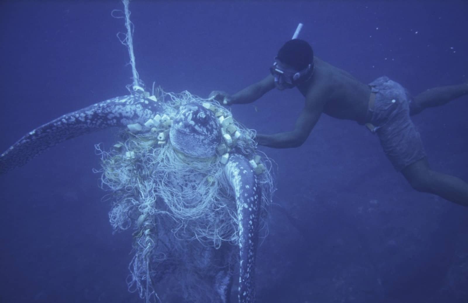 in einem Netz gefangene Lederschildkröte, © by Michel Gunther / WWF-Canon