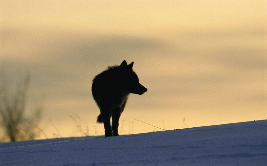 WWF begrüßt Ablehnung des Abschussantrags für Bär und Wolf in Tirol