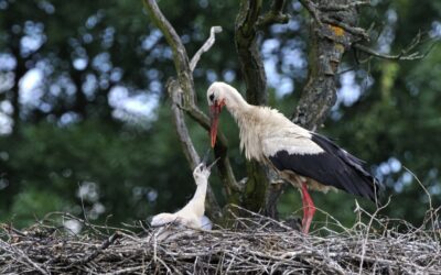 WWF: Sensationeller Bruterfolg in der Storchenkolonie Marchegg