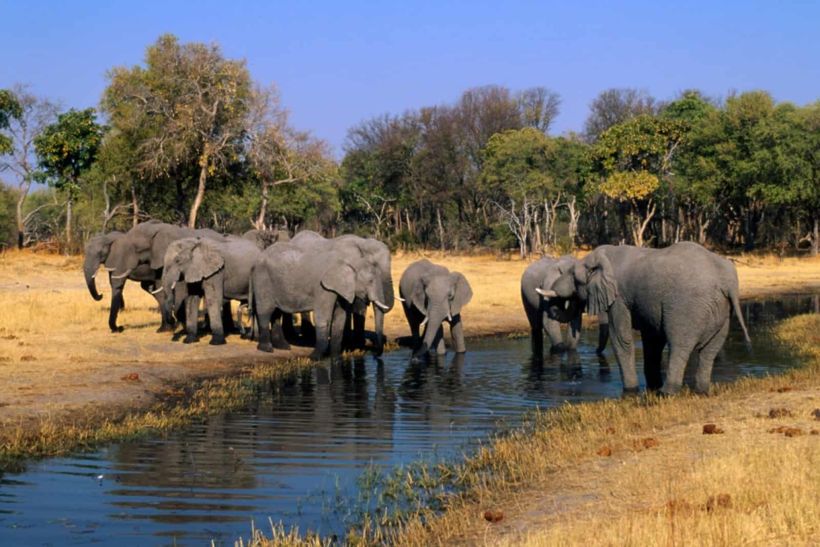 Elefantenherde in Botswana/Afrika, © by Martin Harvey
