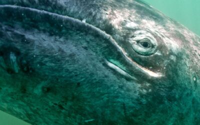 Die letzten 130 westlichen Grauwale stehen vor der Ausrottung