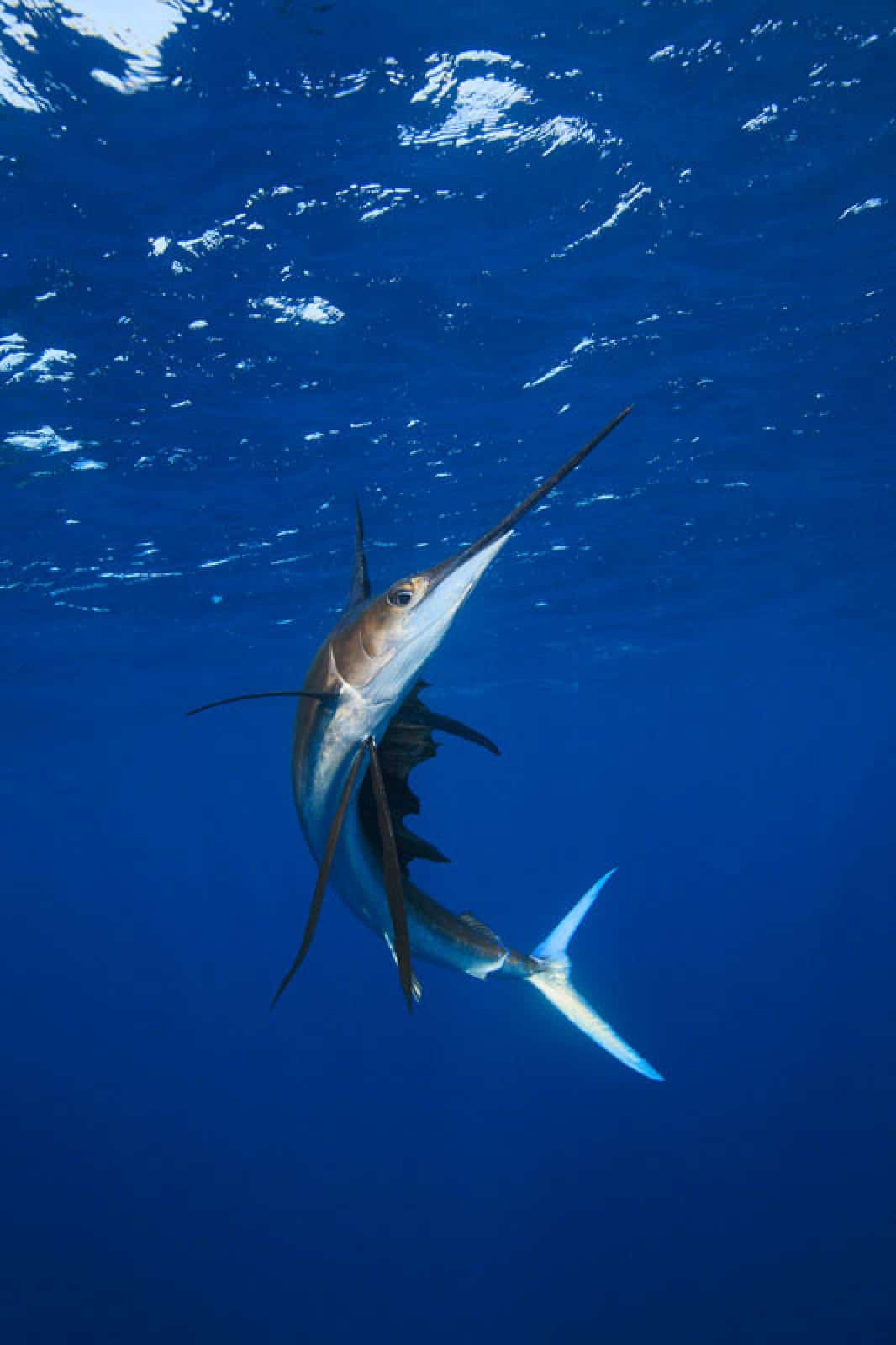 Segelfisch, © by naturepl.com/Brandon COLE/WWF-Canon Segelfisch, © by naturepl.com/Brandon COLE/WWF-Canon