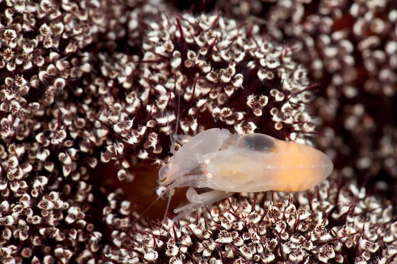 Snapping shrimp, © by Jürgen Freund/WWF-Canon