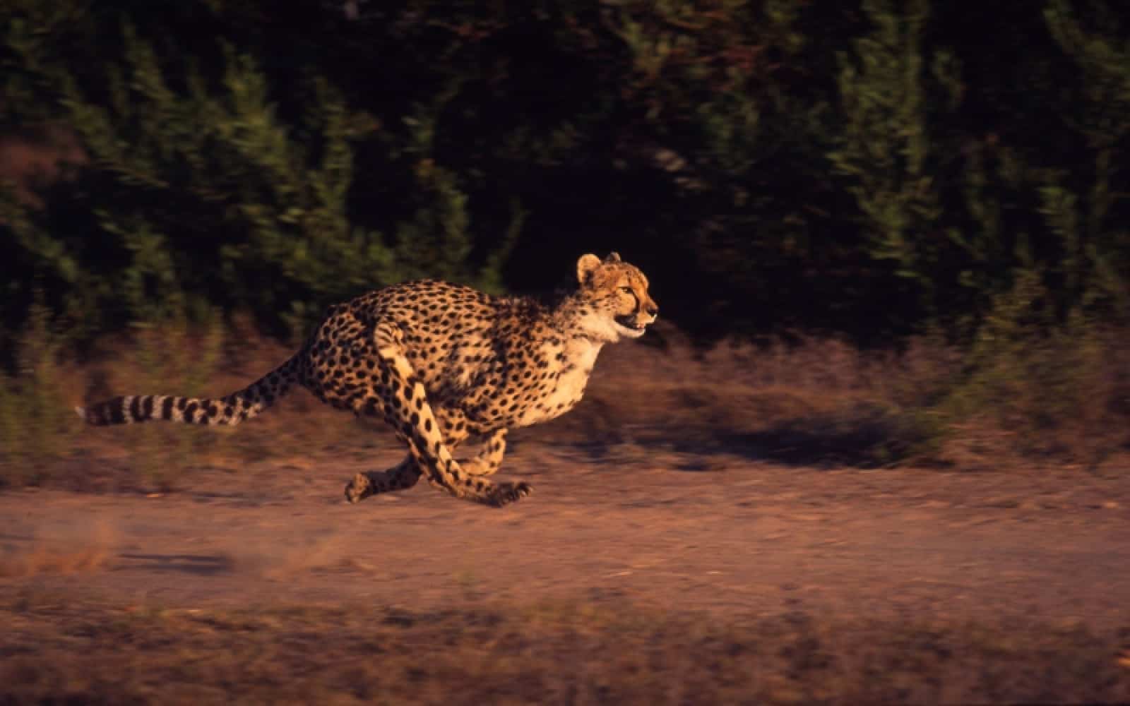 Gepard läuft mit 120 km/h, © by Martin Harvey/WWF-Canon Gepard läuft mit 120 km/h, © by Martin Harvey/WWF-Canon