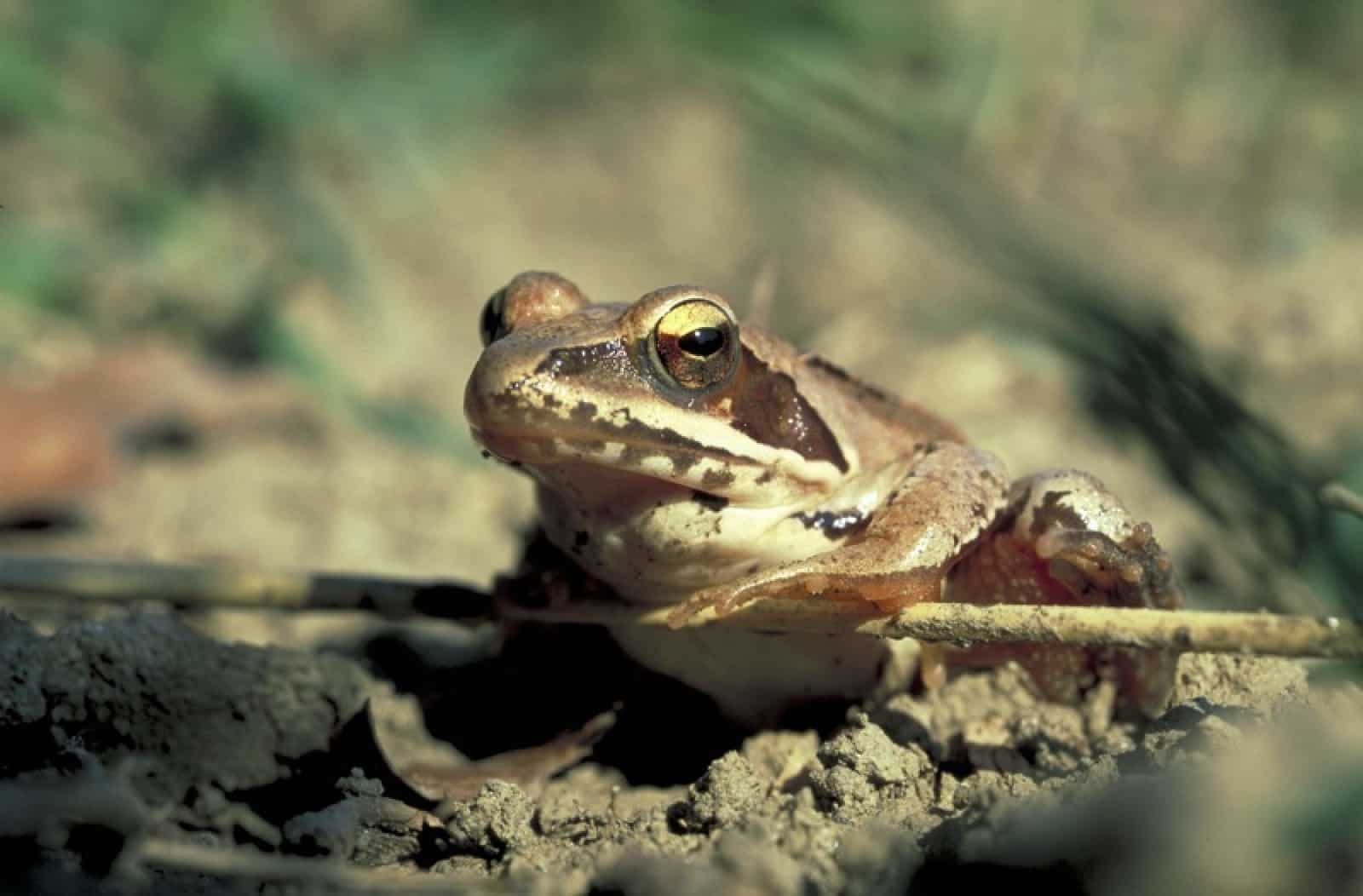 Springfrosch, © by Anton Vorauer/WWF-Canon Springfrosch, © by Anton Vorauer/WWF-Canon