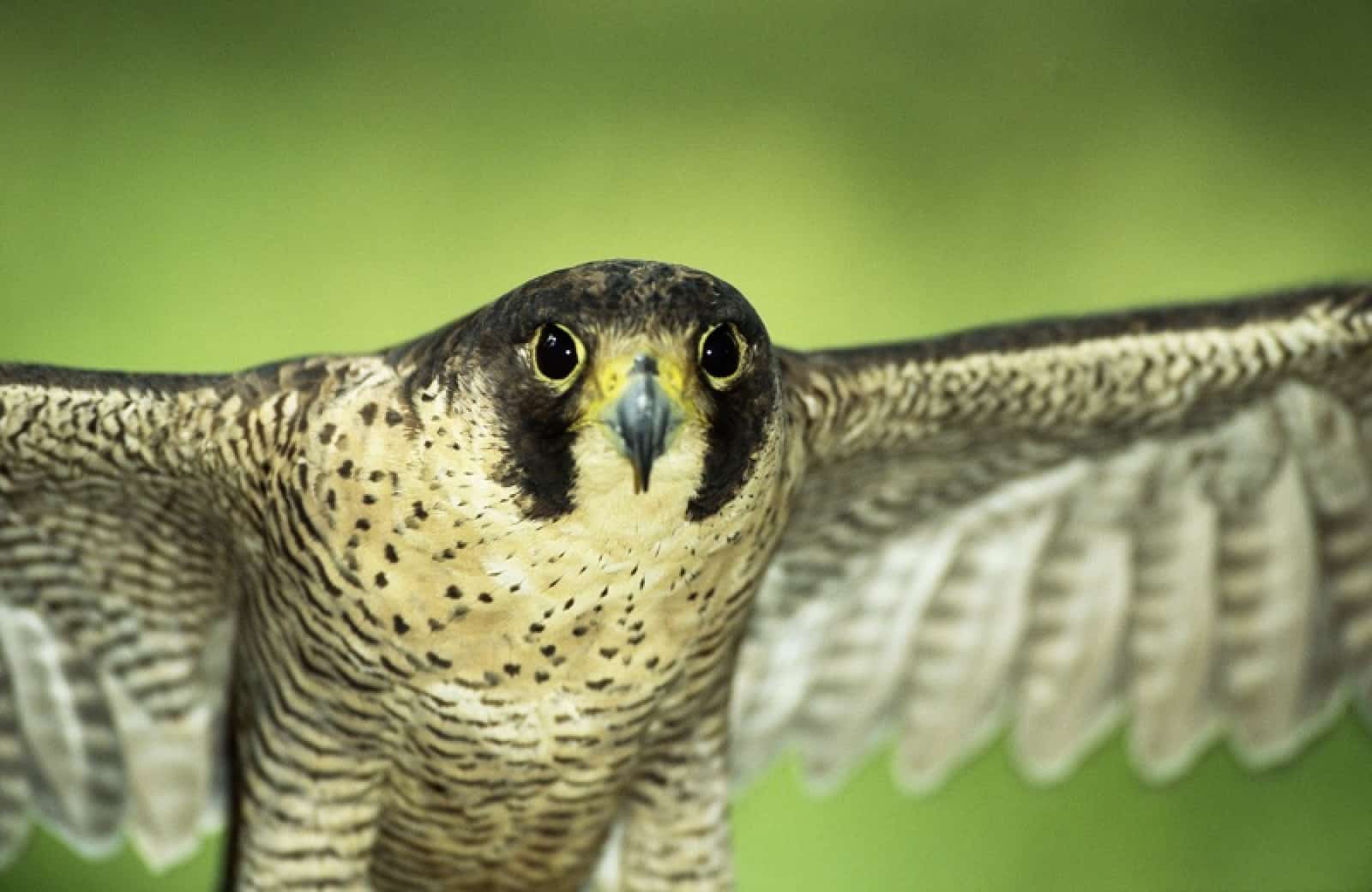 Wanderfalke, © by Sanchez & Lope/ WWF-Canon Wanderfalke, © by Sanchez & Lope/ WWF-Canon