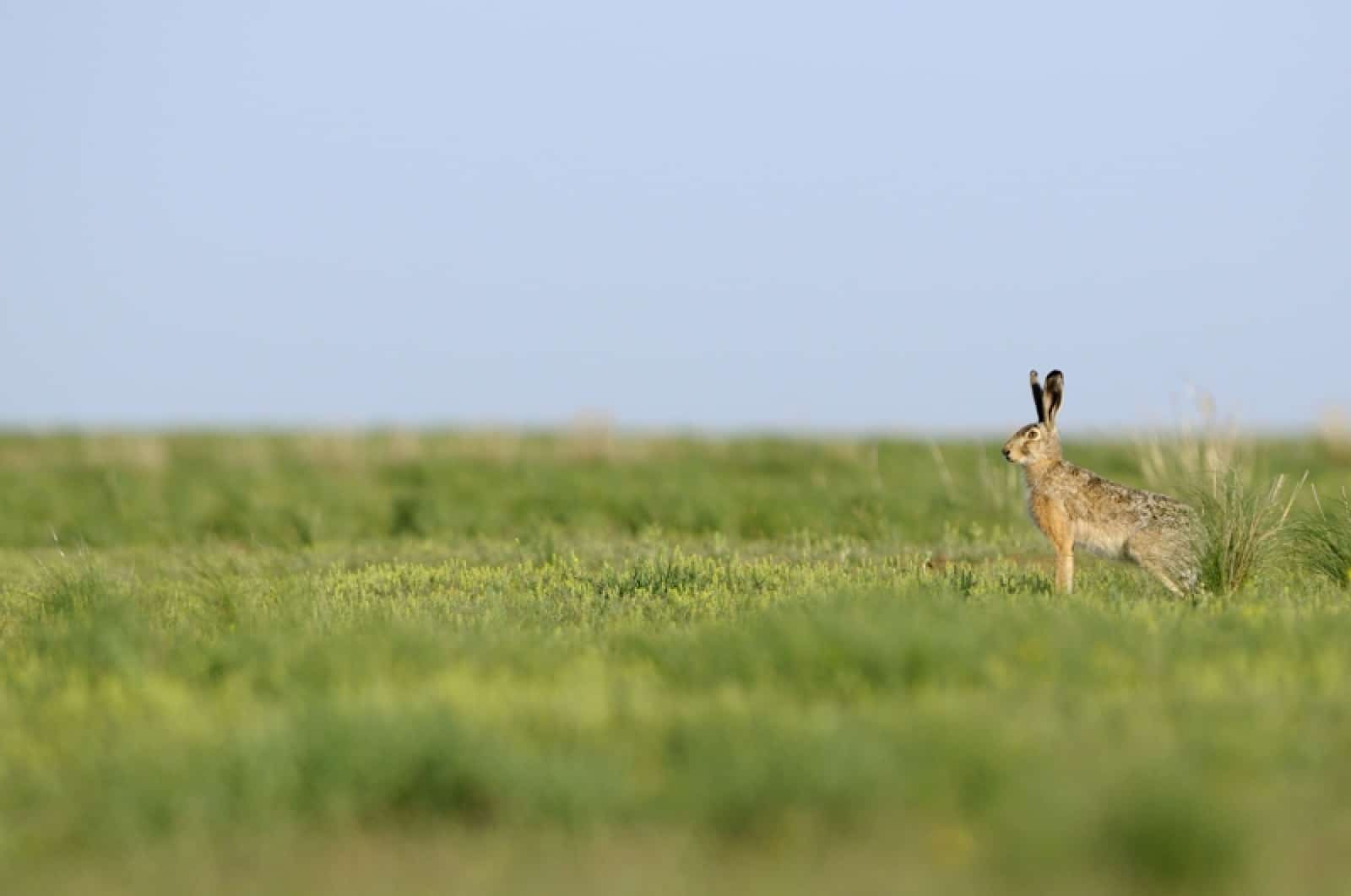 Feldhase, © by Wild Wonders of Europe/Igor SHPILENCK/WWF Feldhase, © by Wild Wonders of Europe/Igor SHPILENCK/WWF