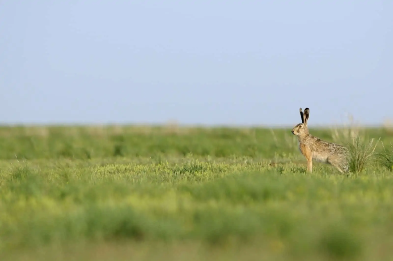 Feldhase, © by Wild Wonders of Europe/Igor SHPILENCK/WWF Feldhase, © by Wild Wonders of Europe/Igor SHPILENCK/WWF