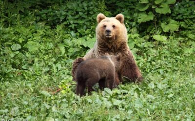 Wieder mit Bär, Luchs und Wolf leben lernen: EU-Kommission gründet Plattform für alle Interessensvertreter