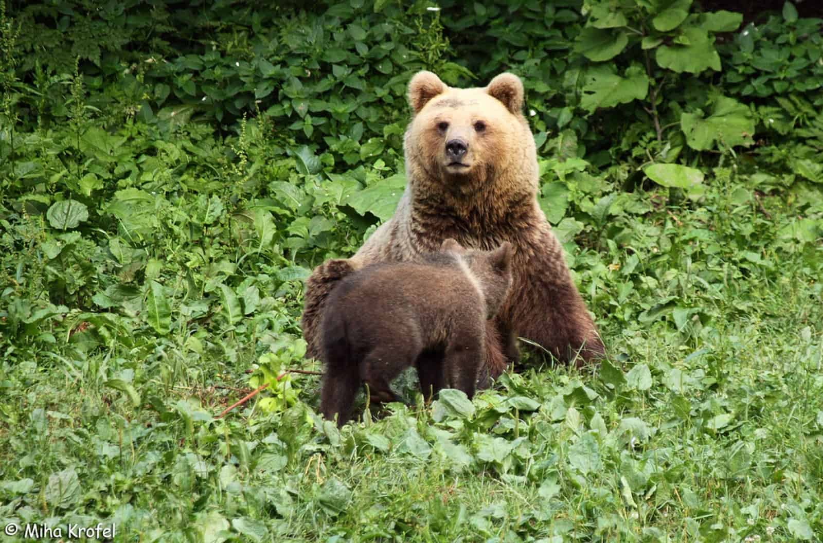 begegnung-mit-baeren-baer-mit-jungtier-im-gebuesch-wwf-verhalten-begegnung-mit-baeren