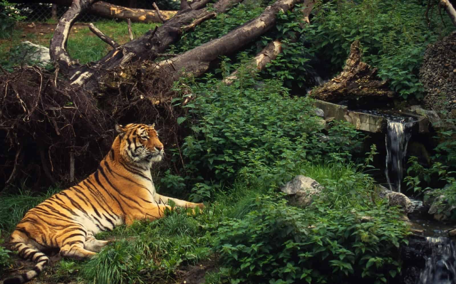 Ein Sibirischer Tiger von 360 Exemplaren