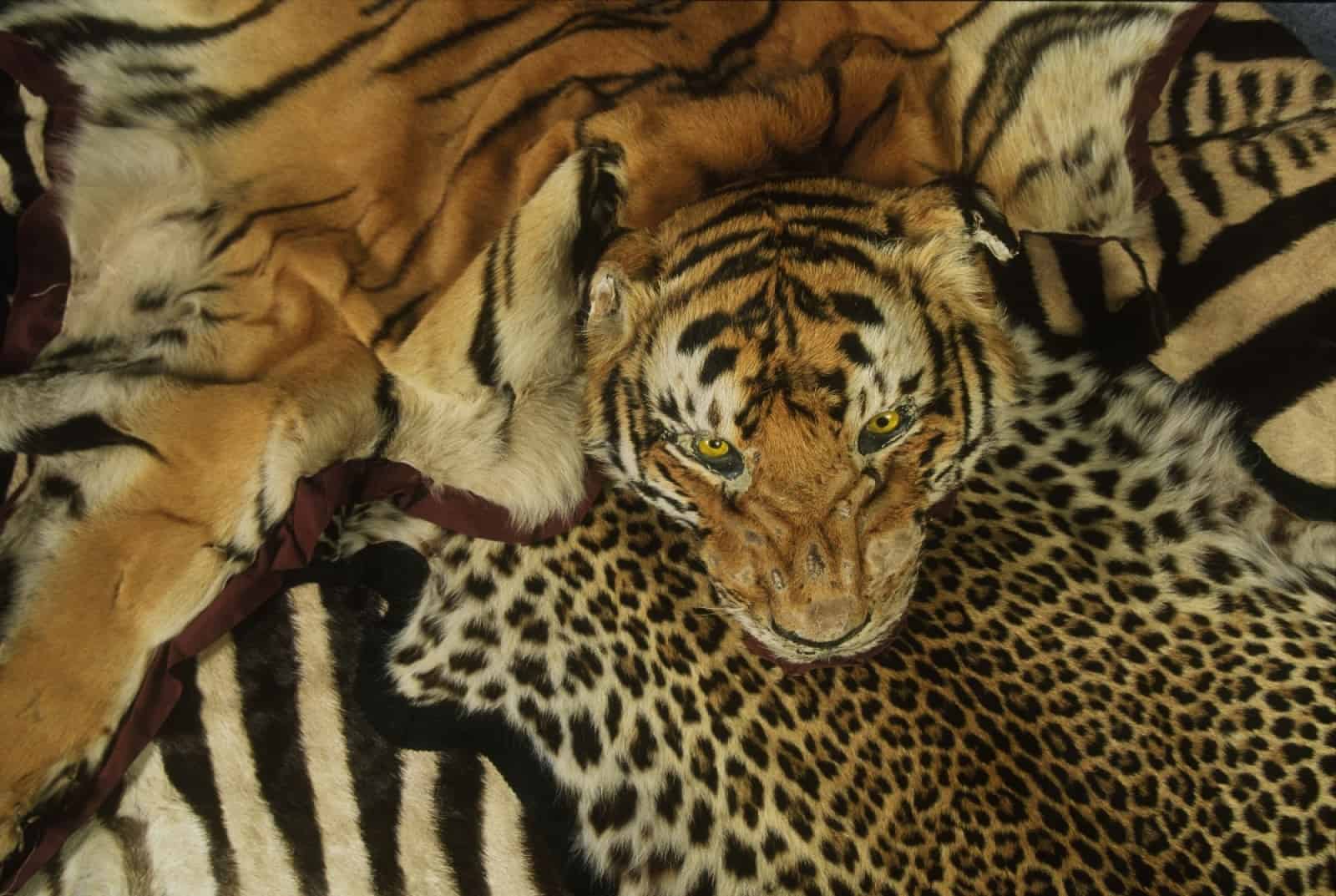 Illegaler Tigerhandel