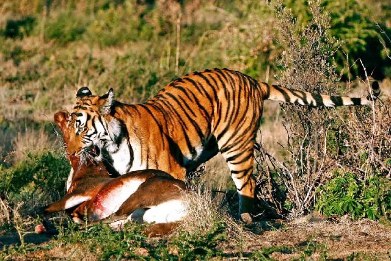 prey definition prey definition