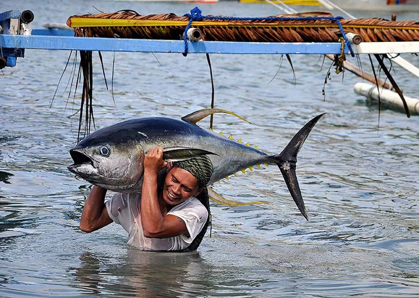Thunfischfang auf den Philippinen, © by Gregg Yan / WWF