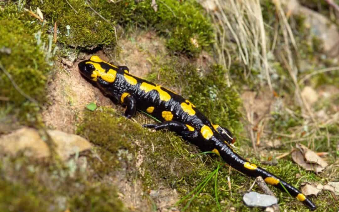 Feuersalamander: Der scheue Lurch