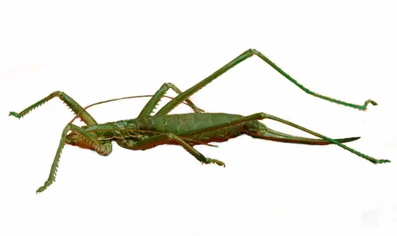 Große Sägeschrecke, © by Kurt Kracher / NHM Große Sägeschrecke, © by Kurt Kracher / NHM