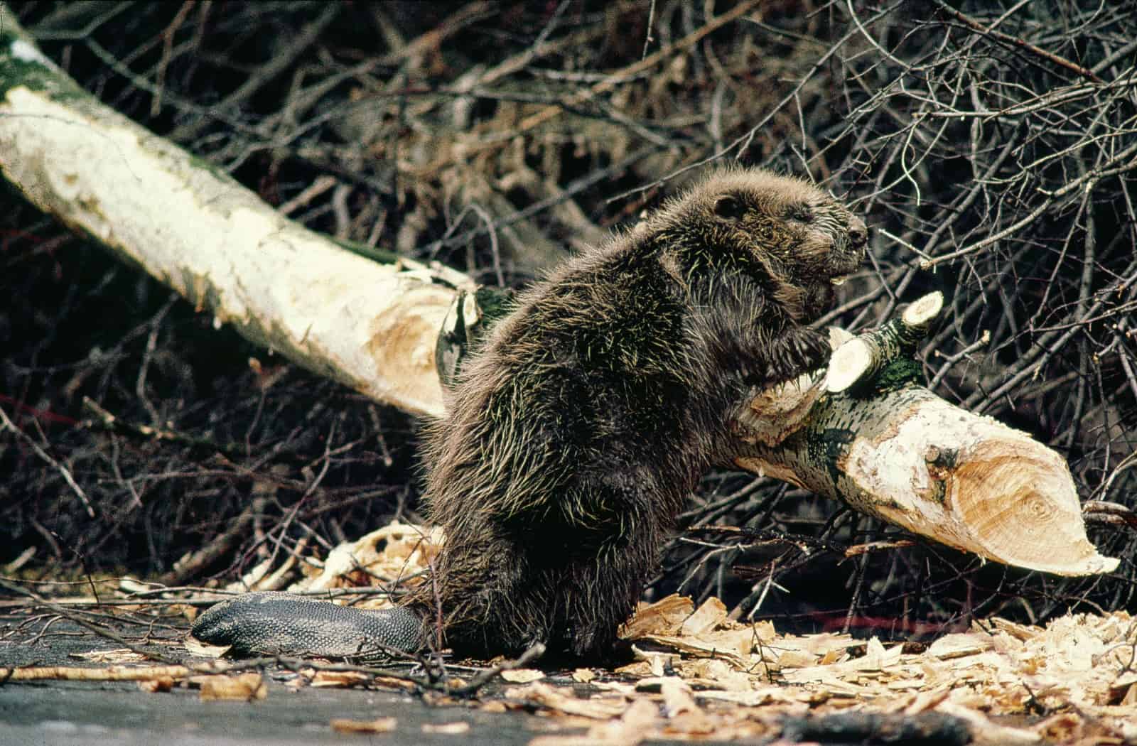 Biber, © by J. Kresse/WWF-AT Biber, © by J. Kresse/WWF-AT