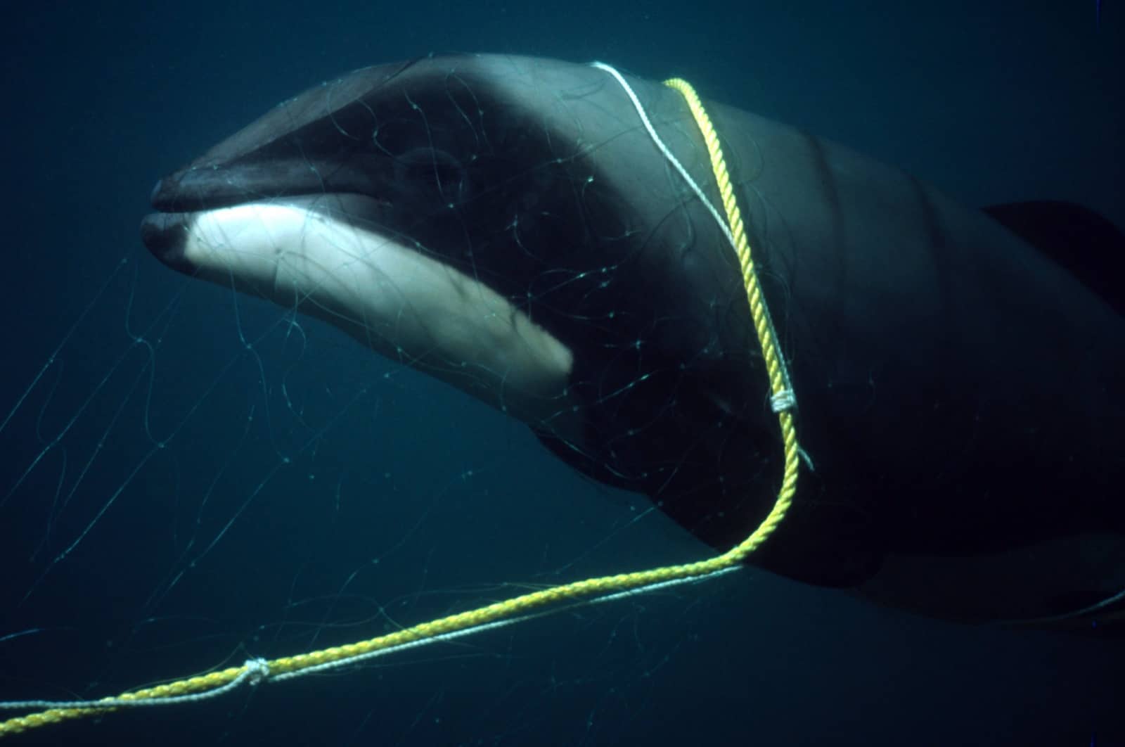 Delfin als Beifang im Netz, © by Stephen Dawson/WWF-Canon