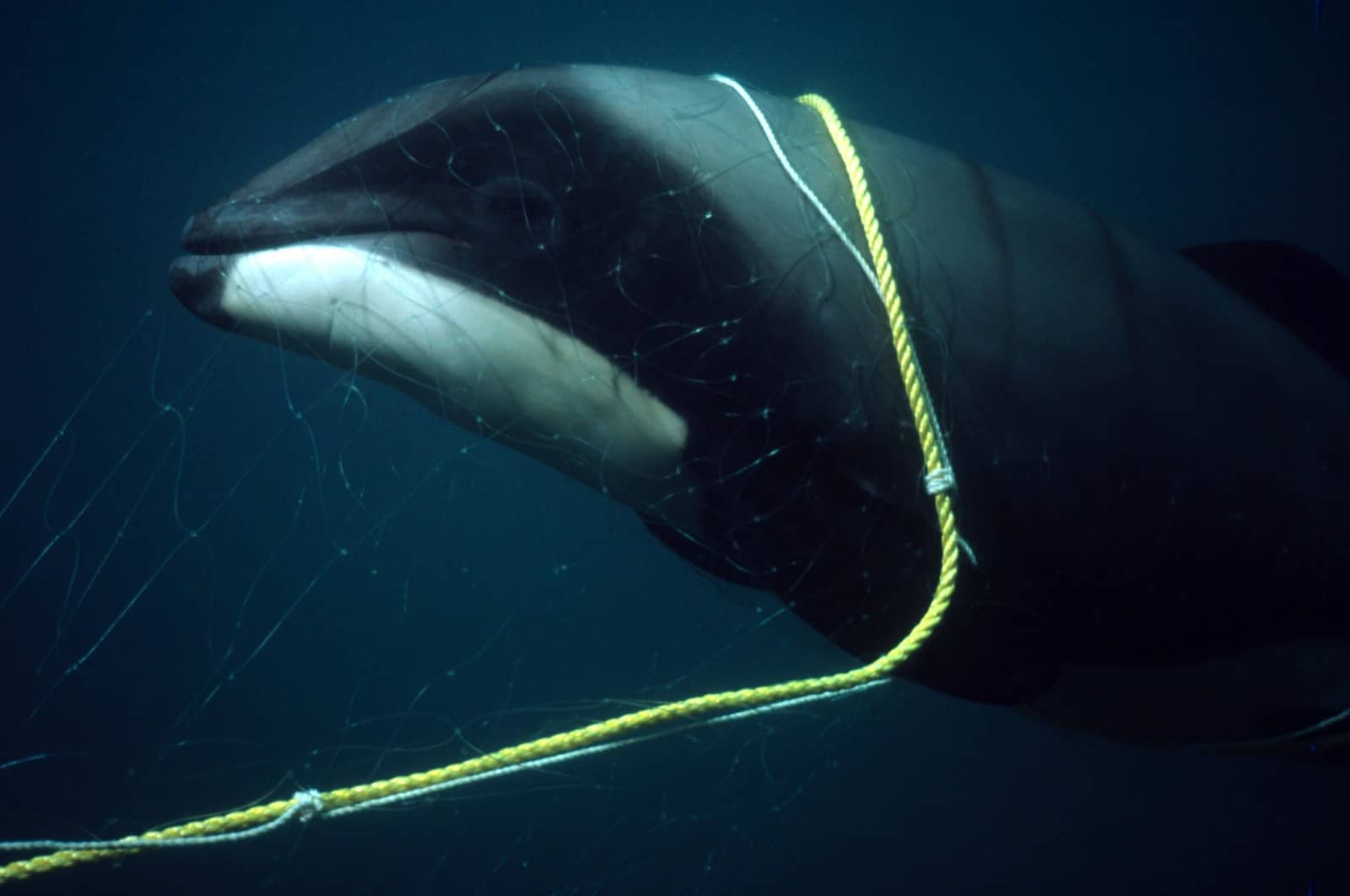 Delfin als Beifang im Netz, © by Stephen Dawson/WWF-Canon Delfin als Beifang im Netz, © by Stephen Dawson/WWF-Canon