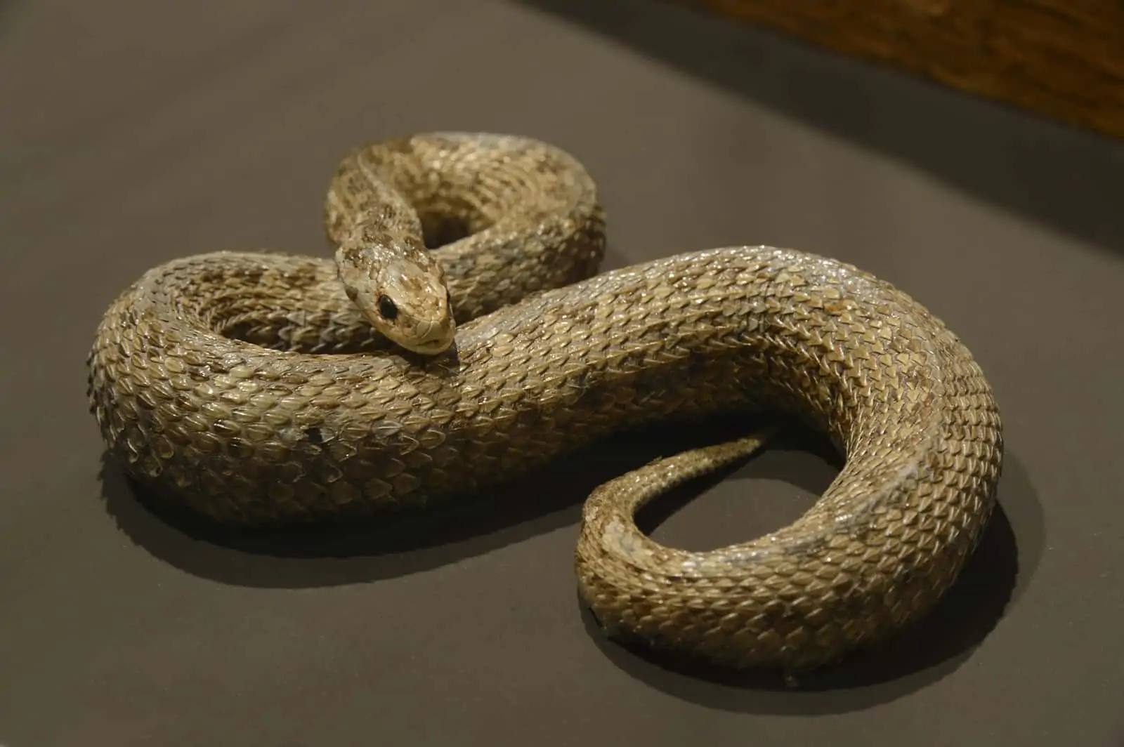 Wiesenotter im Museum, © by NHM, Kurt Kracher Wiesenotter im Museum, © by NHM, Kurt Kracher