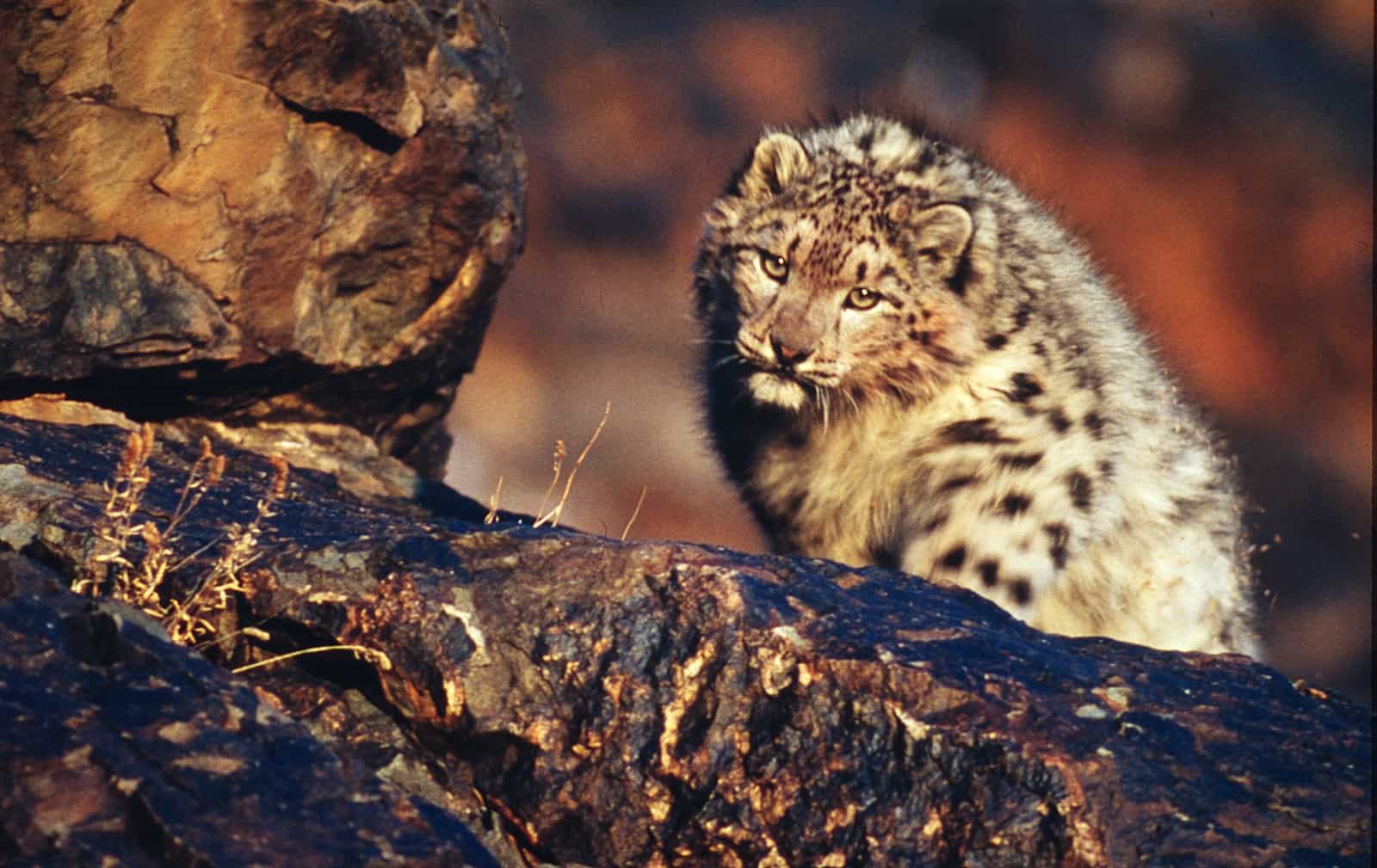 Ein Schneeleopard im Gebirge, © by Fritz Pölking/ WWF
