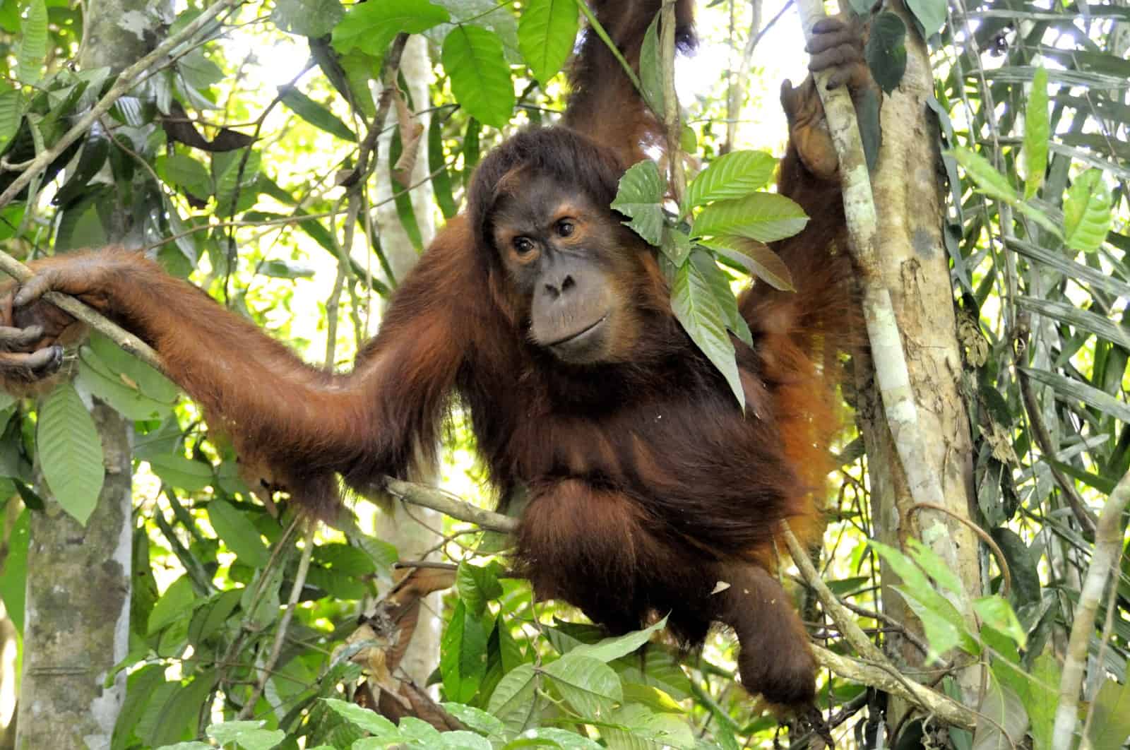 Orang-Utan im Baum, © by Fletcher & Baylis/WWF-Indonesia