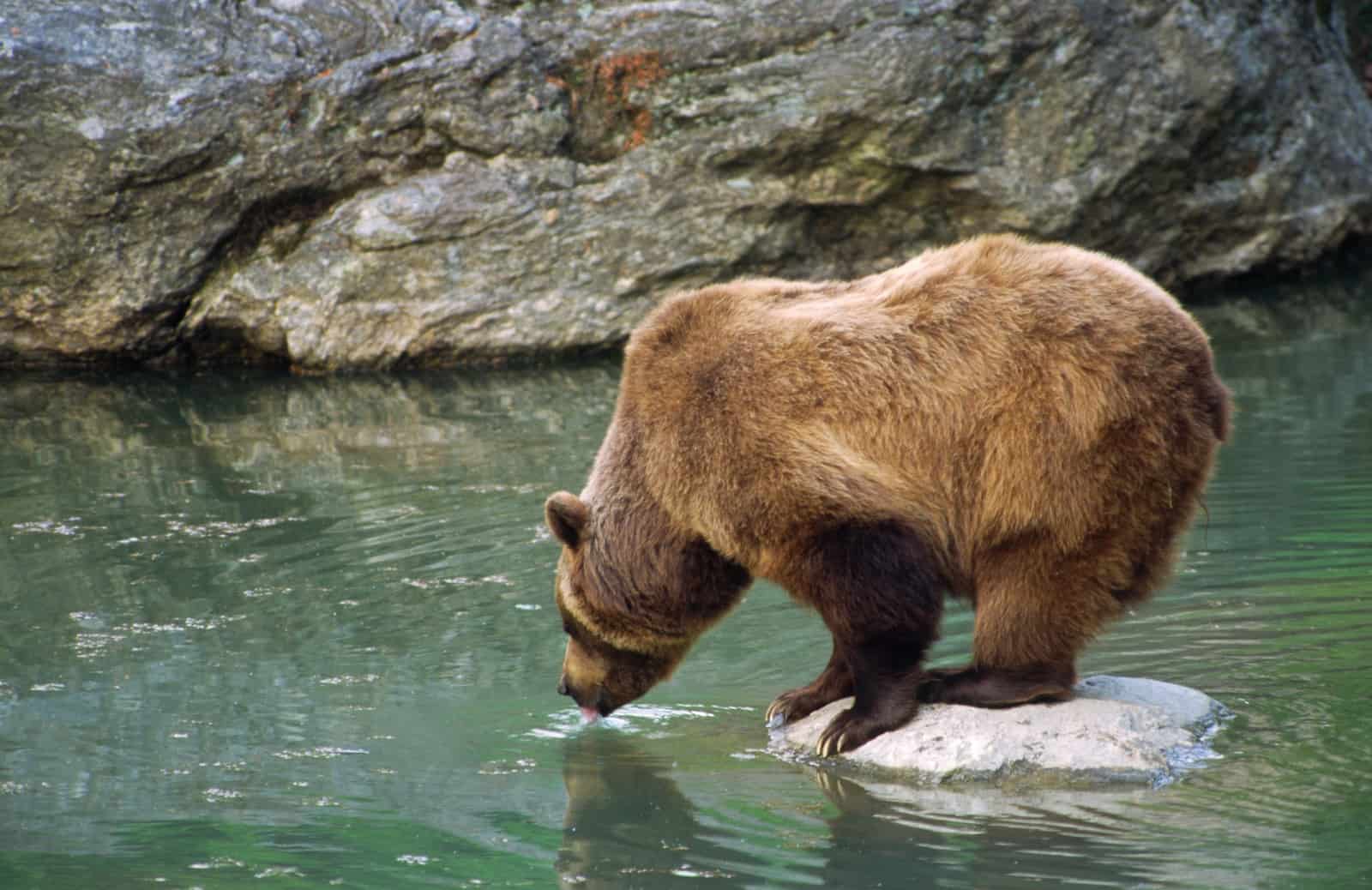 Braunbär, © by J.Stefan/4nature Braunbär, © by J.Stefan/4nature