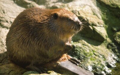 Abschussverordnung als Lizenz zum Töten? Jagd auf Biber ist der falsche Weg