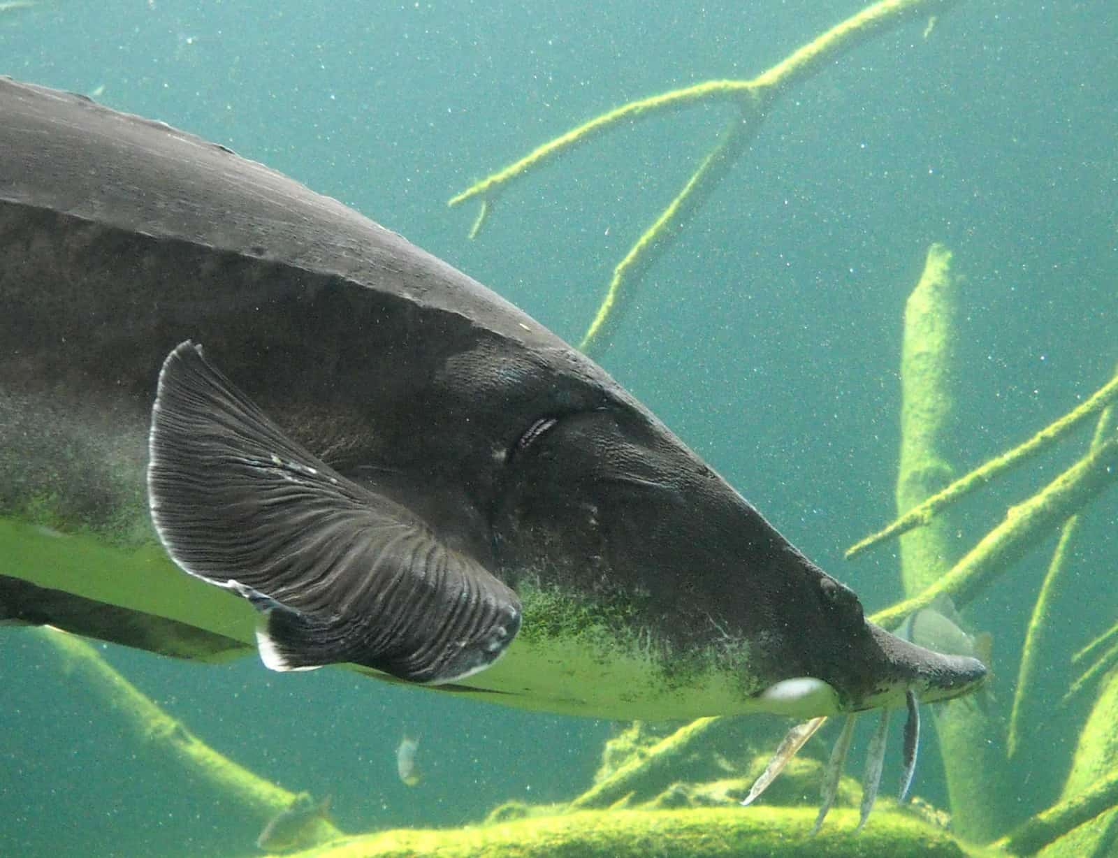 Beluga Stör, Zoo Wien