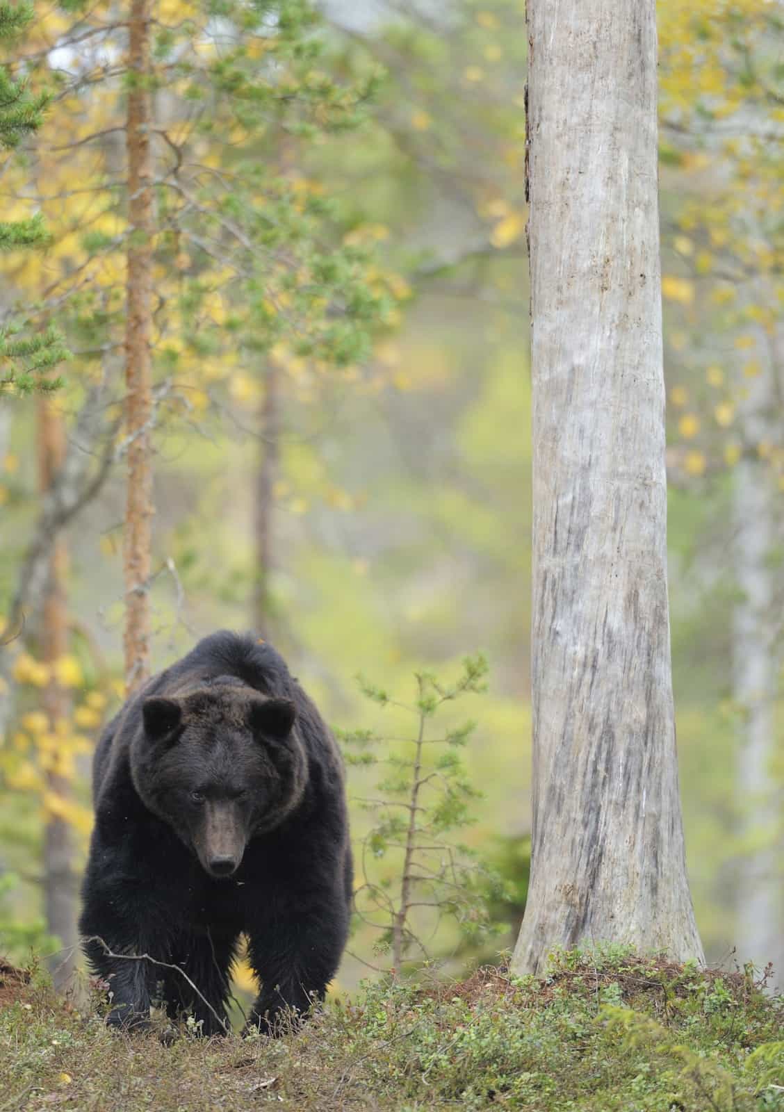 Braunbär, © by Wild Wonders of Europe/ Staffan Widstrand/ WWF