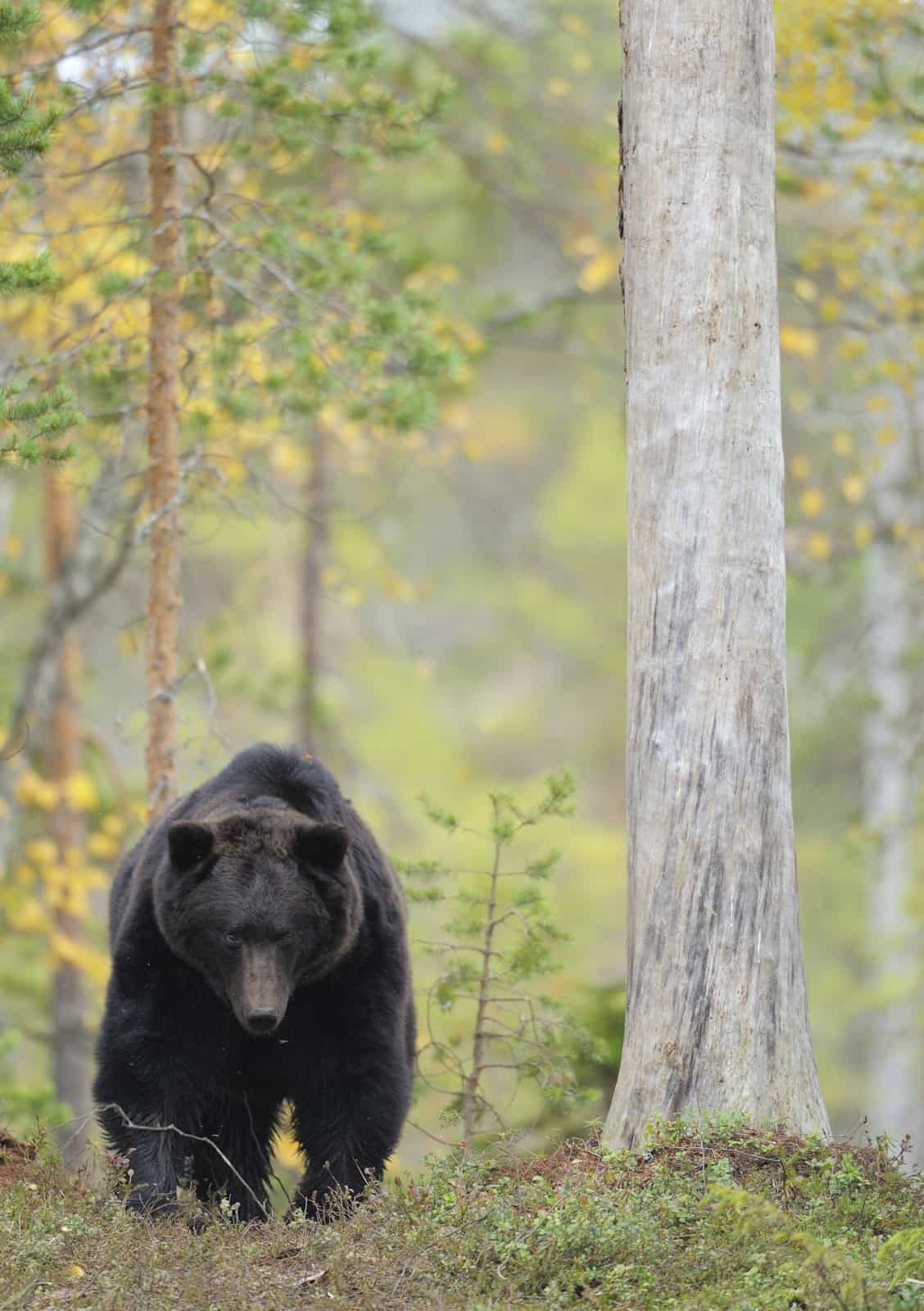 Braunbär, © by Wild Wonders of Europe/ Staffan Widstrand/ WWF Braunbär, © by Wild Wonders of Europe/ Staffan Widstrand/ WWF