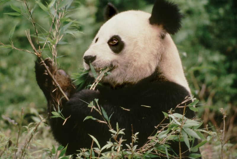 Grosser Panda, © by WWF-Canon/Susan A. MAINKA