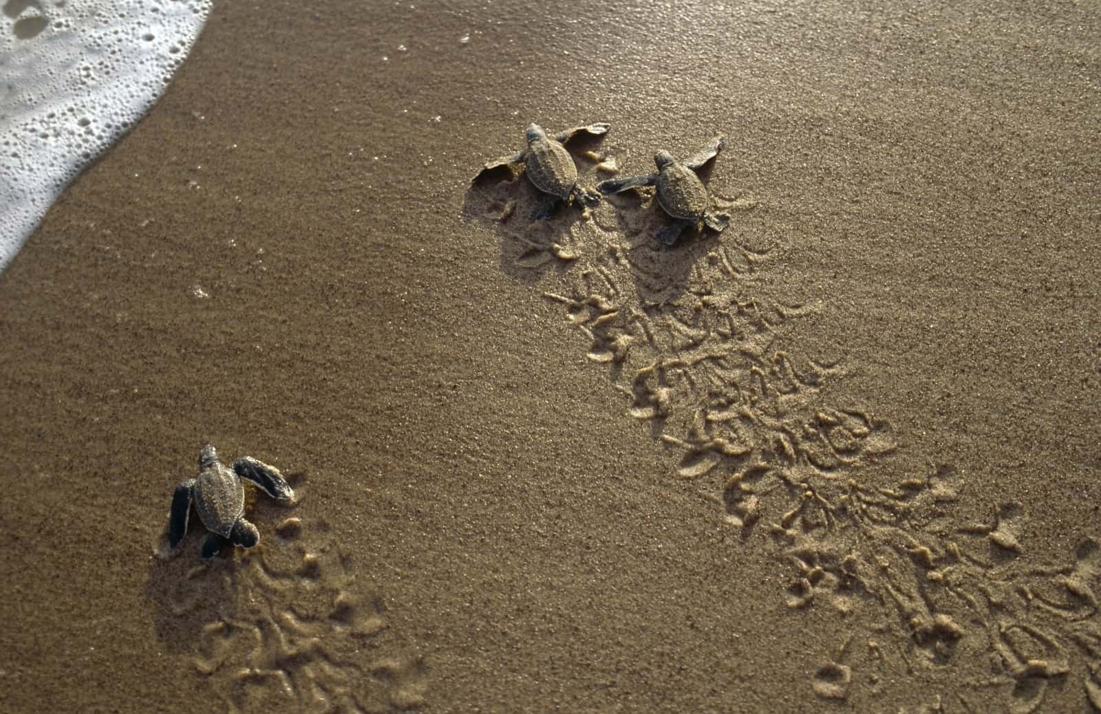 Schildkröten am Strand, © by Roger Leguen/WWF-Canon