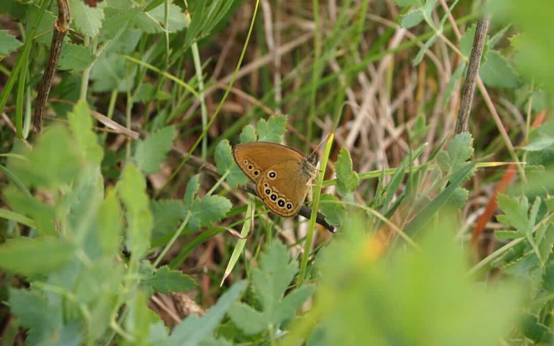 Das Moorwiesenvögelchen: Seltener Falter