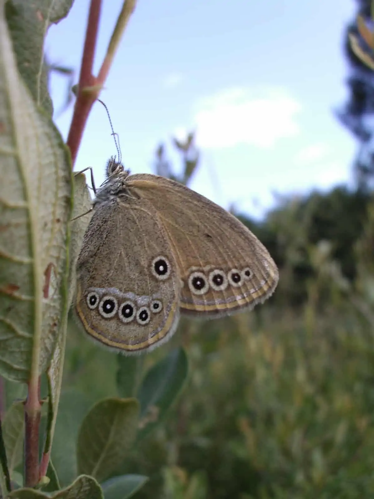 Moorwiesenvögelchen, © by By Monsibell (Own work) [CC-BY-SA-3.0 (http://creativecommons.org/licenses/by-sa/3.0)], via Wikimedia Commons